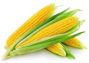 Fresh Corn