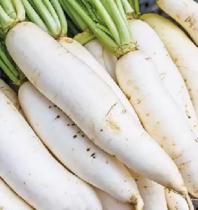 Fresh White Radish