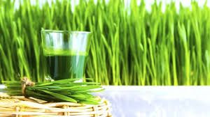 Wheatgrass Powder