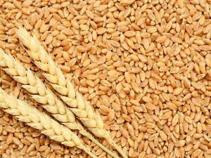 Wheat Seeds