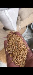 malav raj wheat seeds