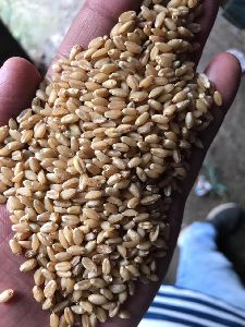 sharbati wheat seeds 1544