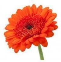 Fresh Gerbera Flower