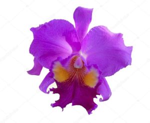 fresh orchid flower