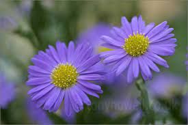 Aster Flower