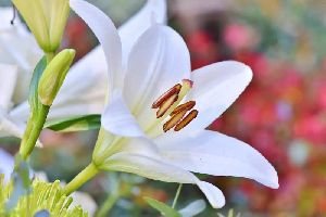 Fresh Lily Flower