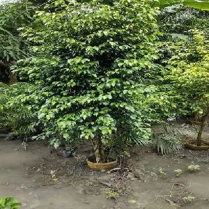 Black Ficus Benjamina Plant