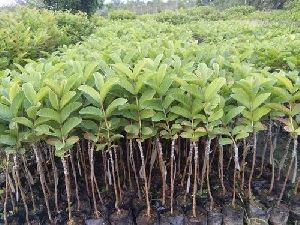 Bougainvillea Plant