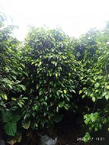 Ficus Black Plant