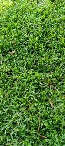 Green Belt Grass