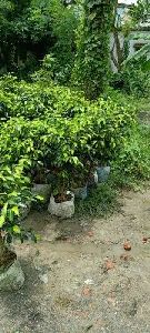 Green Ficus Benjamina Plant