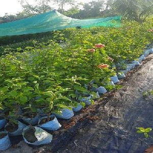 Outdoor Bugambilia Plant