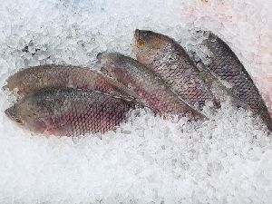 Frozen Giant Gourami Fish
