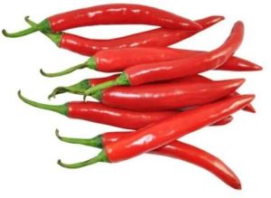 Fresh Red Chilli