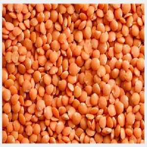 Red Lentils