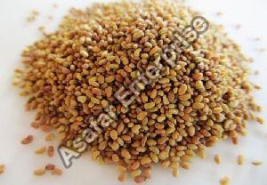 Alfalfa Seeds