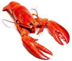 Lobster