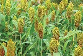 Sorghum