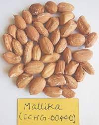 Mallika ICHG 00440 Peanut Kernels
