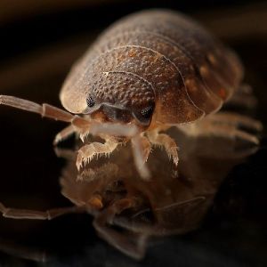 bed bug pest control