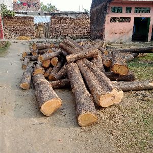 Pure Saagwan wood