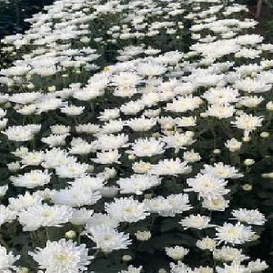 white star chrysanthemum flower