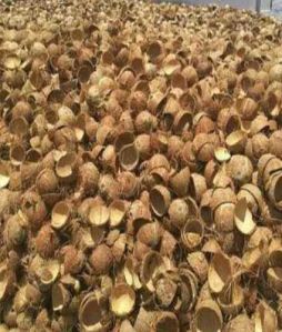 Dried Coconut Shell