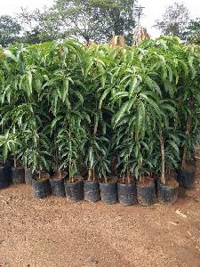 mango tree plants