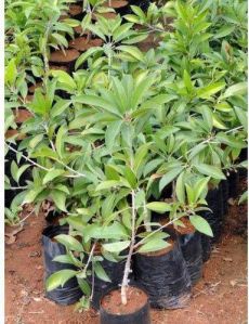 Sapota Plants