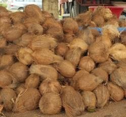 Semi Husked Coconuts