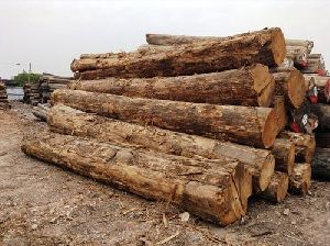 Teak Wood Logs