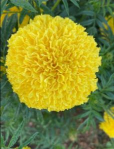 Fresh Marigold Flower