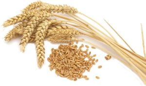 Durum Wheat