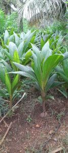 Coconut Plants