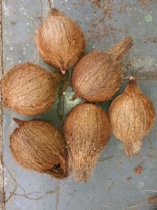 Semi Husked Coconuts