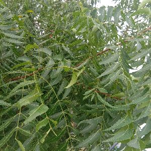 Neem Leaves