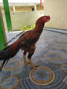 Aseel Chicken