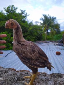 Aseel Long Tail Parrot Beak Chicks