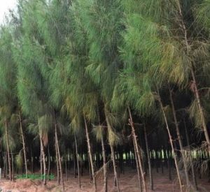 casuarina poles