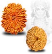 14 Mukhi Rudraksha