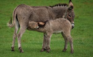 Donkey Milk