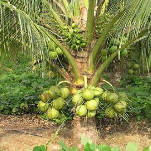 Mohammed haniffa coconut oils