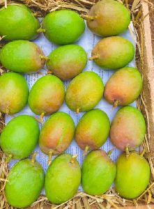 Green Alphonso Mango