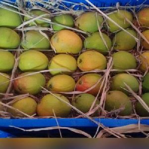 Pure Hapus Mango