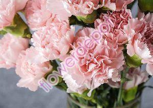 Fresh Carnation Flowers