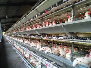 Layer Battery Cage