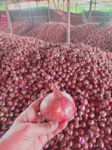 Nashik Onion