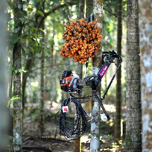 Motorized Arecanut Tree Climber