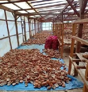 Dried Coconut