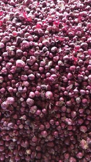 Fresh Rose Onion